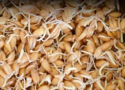 کالری جوانه گندم ؛ 100 گرم جوانه گندم چقدر کالری دارد؟ کالری جوانه گندم ؛ 100 گرم جوانه گندم چقدر کالری دارد؟